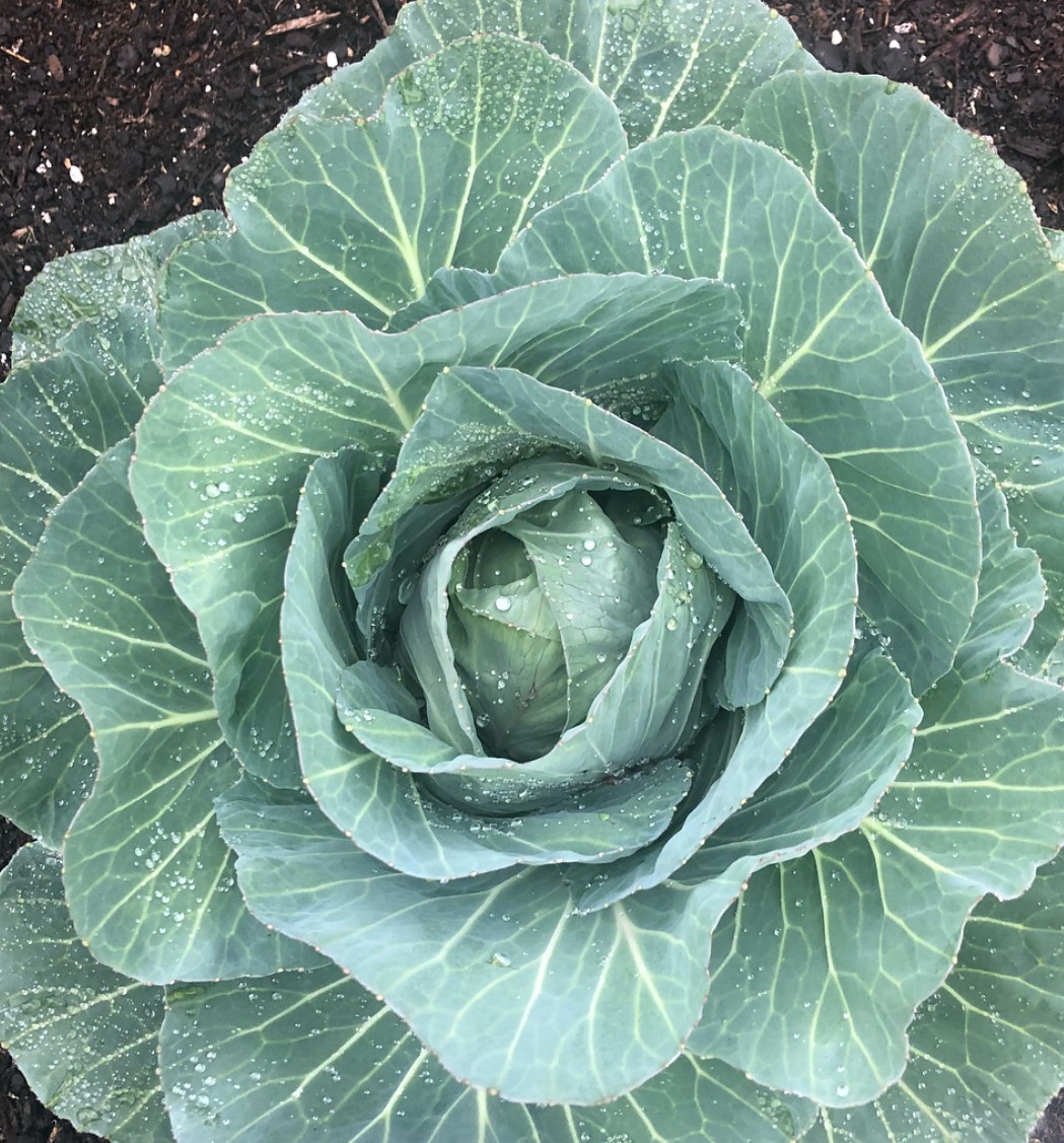 Cabbage 1.jpeg