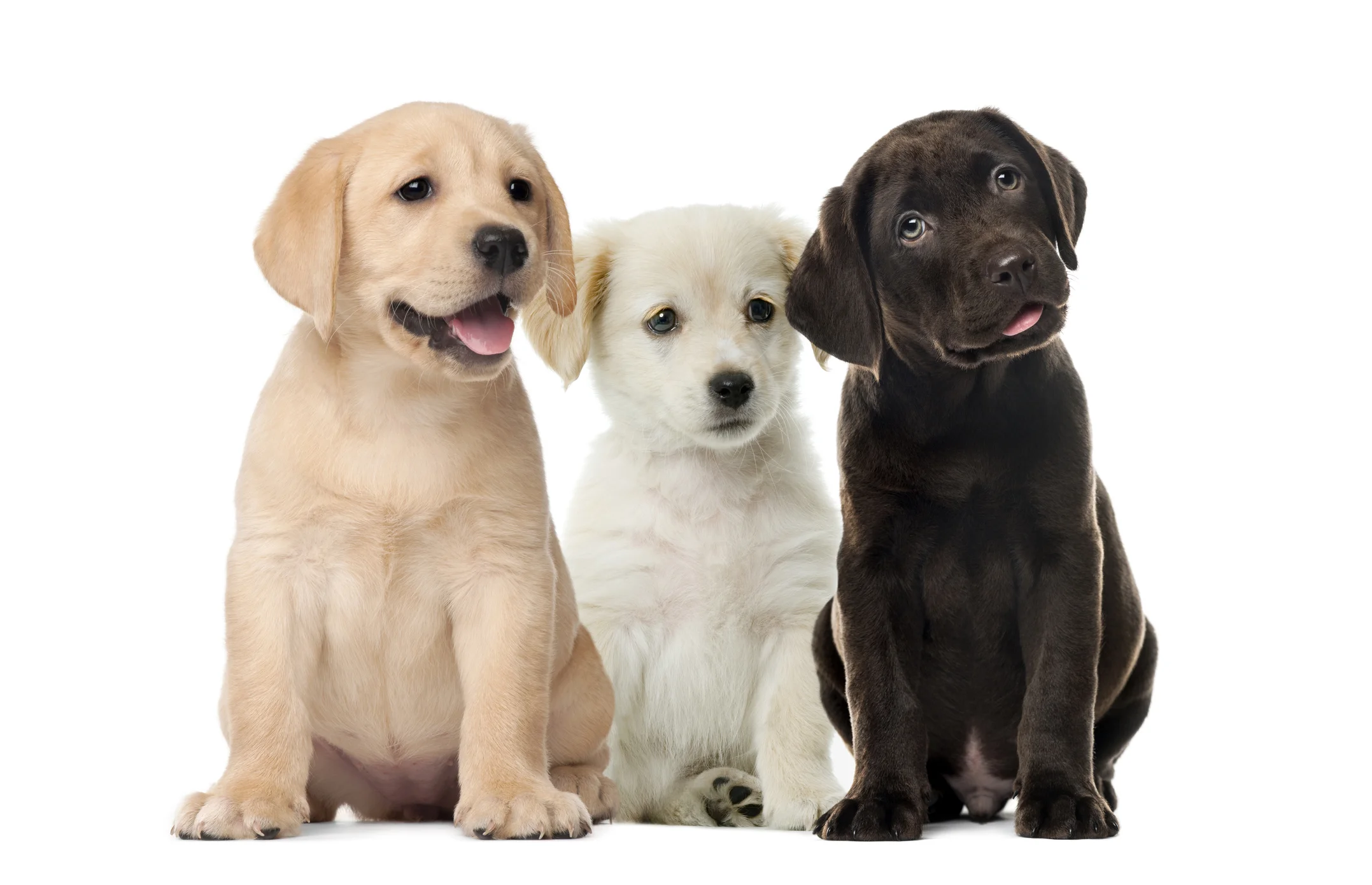 best puppy classes