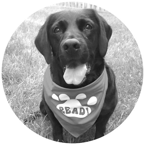 therapy-dog-training-classes-downers-grove.png