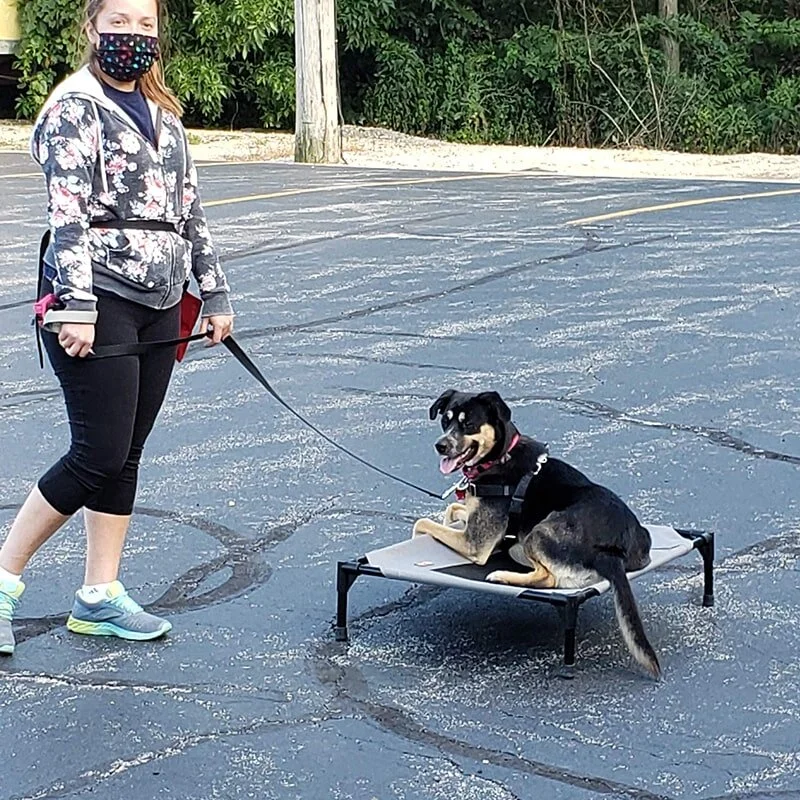 Dog Training Classes in Downers Grove, IL Enjoy Your Dog