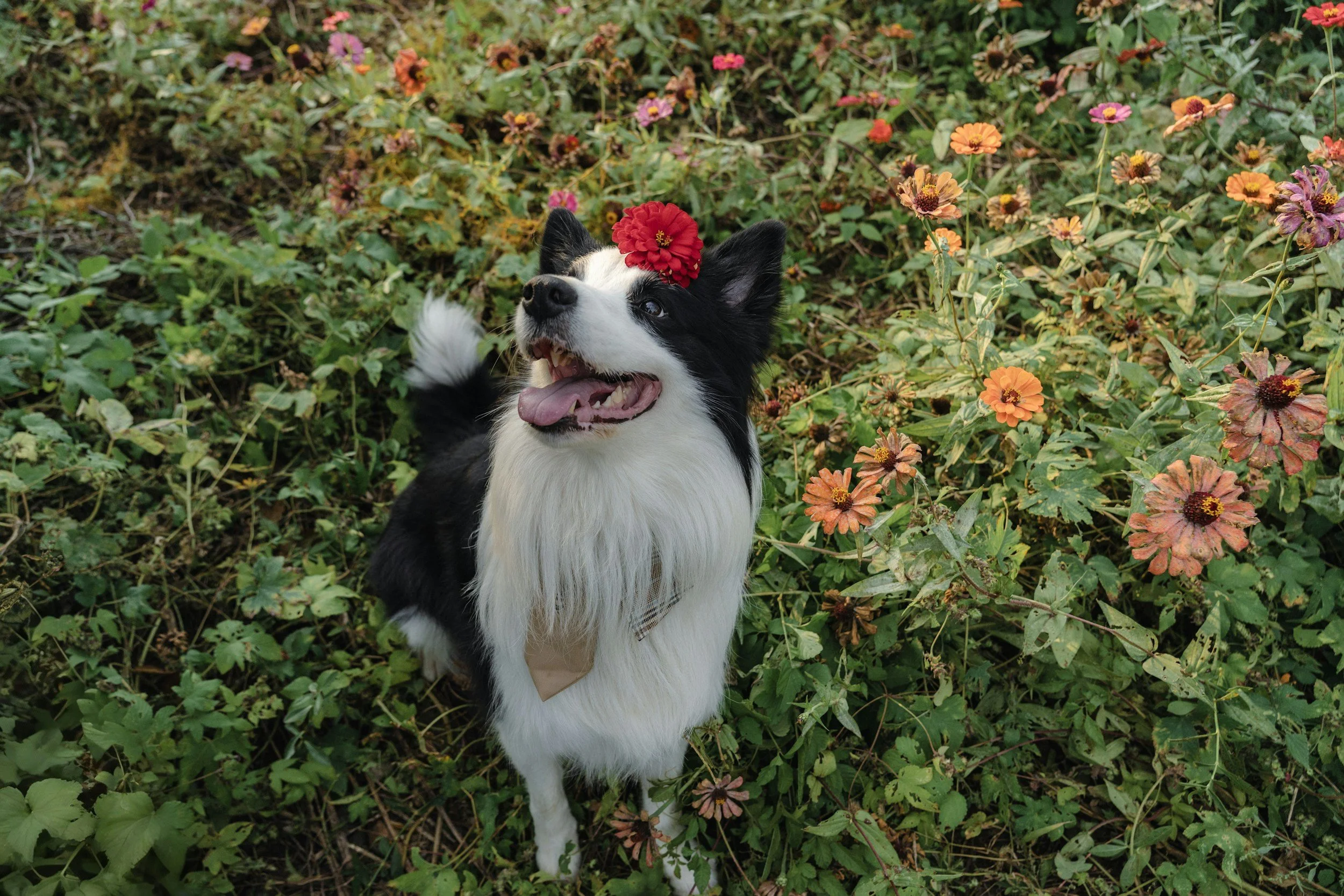 Spring Into Safety: Seasonal Hazards Every Dog Owner Should Know