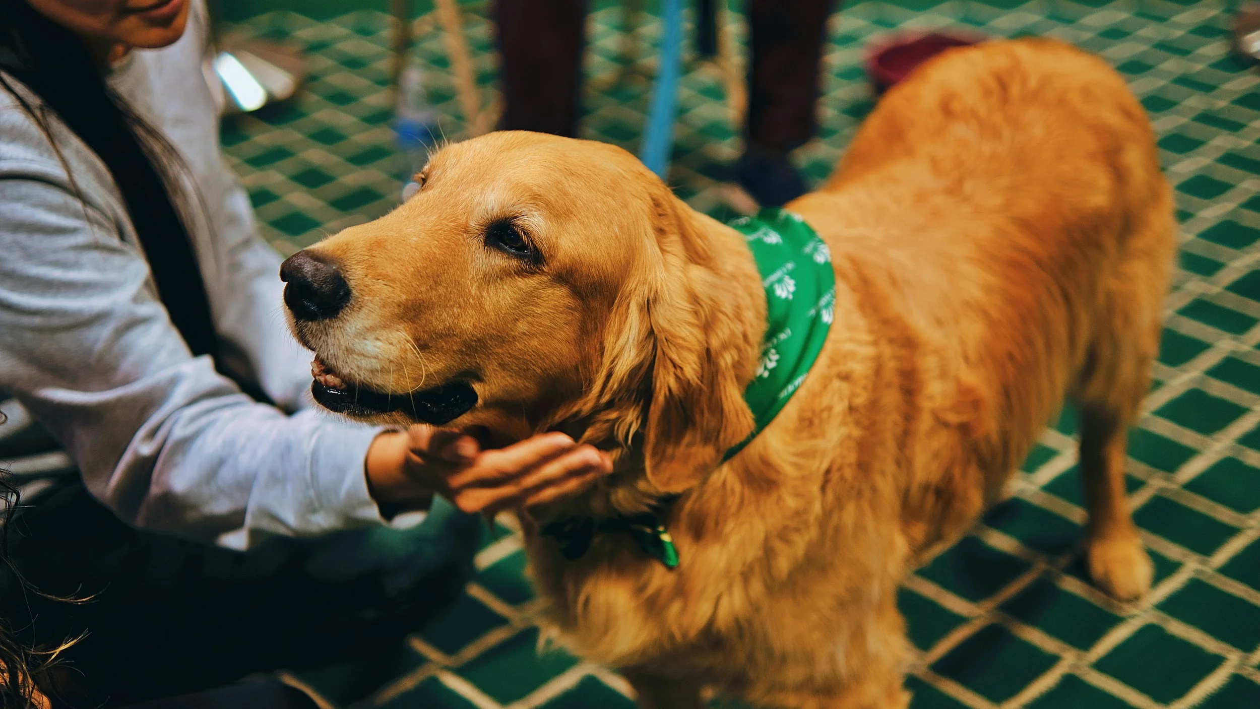 The Healing Power of a Dog: Understanding the Role and Impact of Therapy Dogs