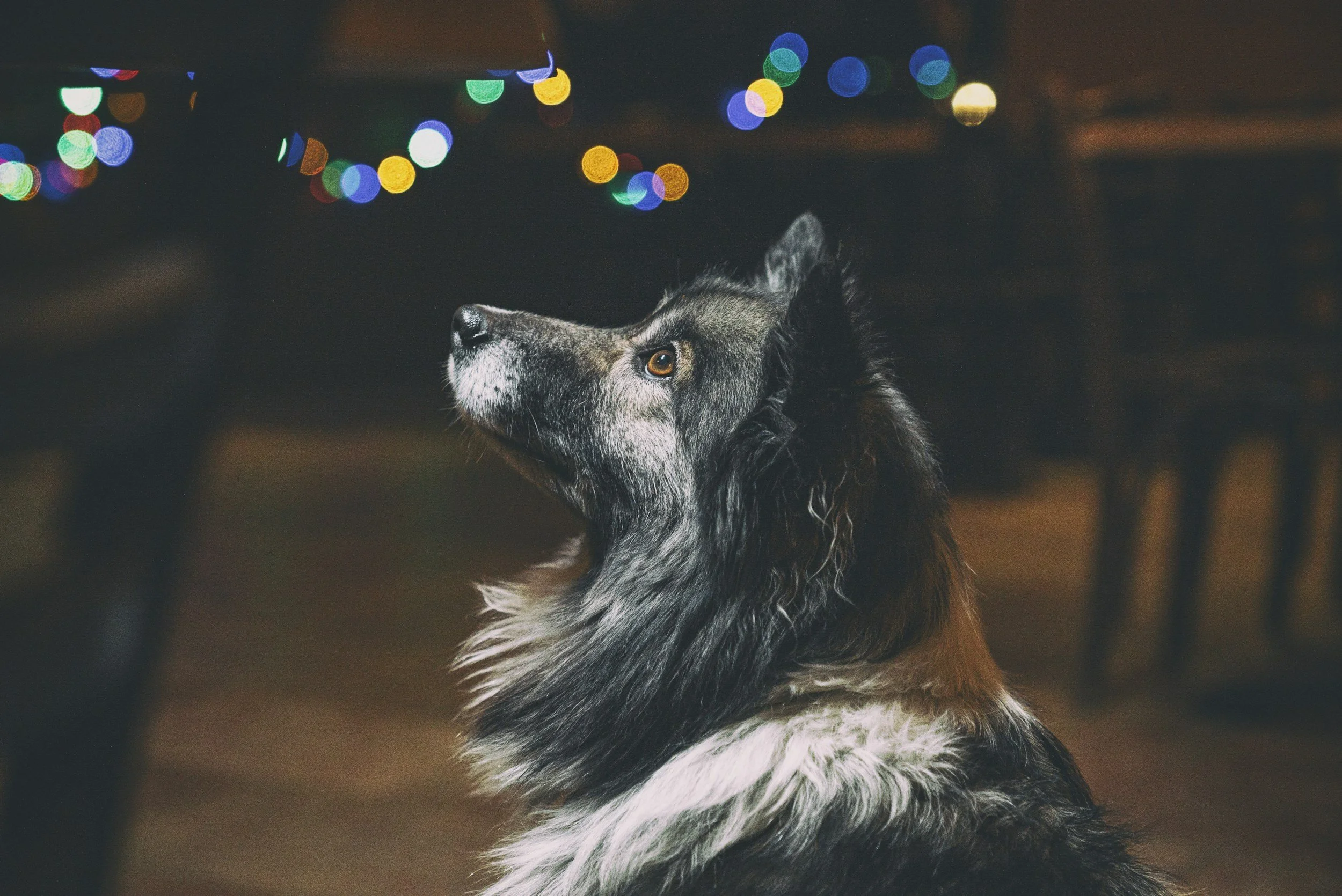 Thunder and Fireworks: A Complete Guide to Helping Your Anxious Dog