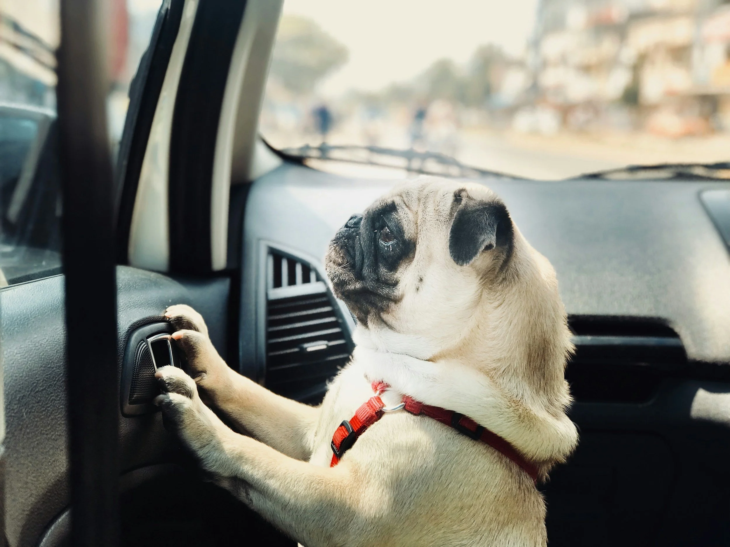 Hot Pavement, Hot Cars, Hot Dogs
