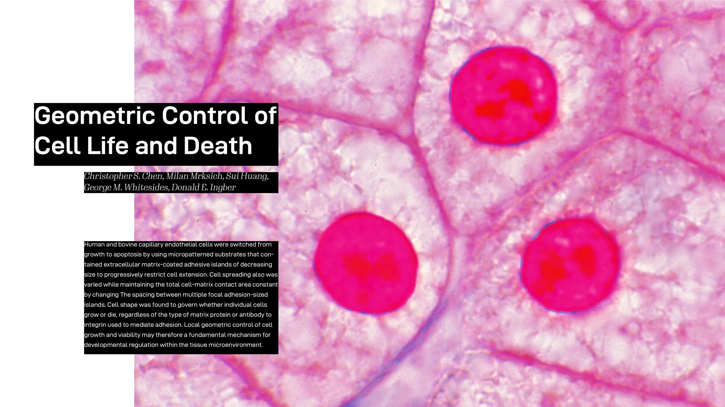 A Book About Life and Death4.jpg