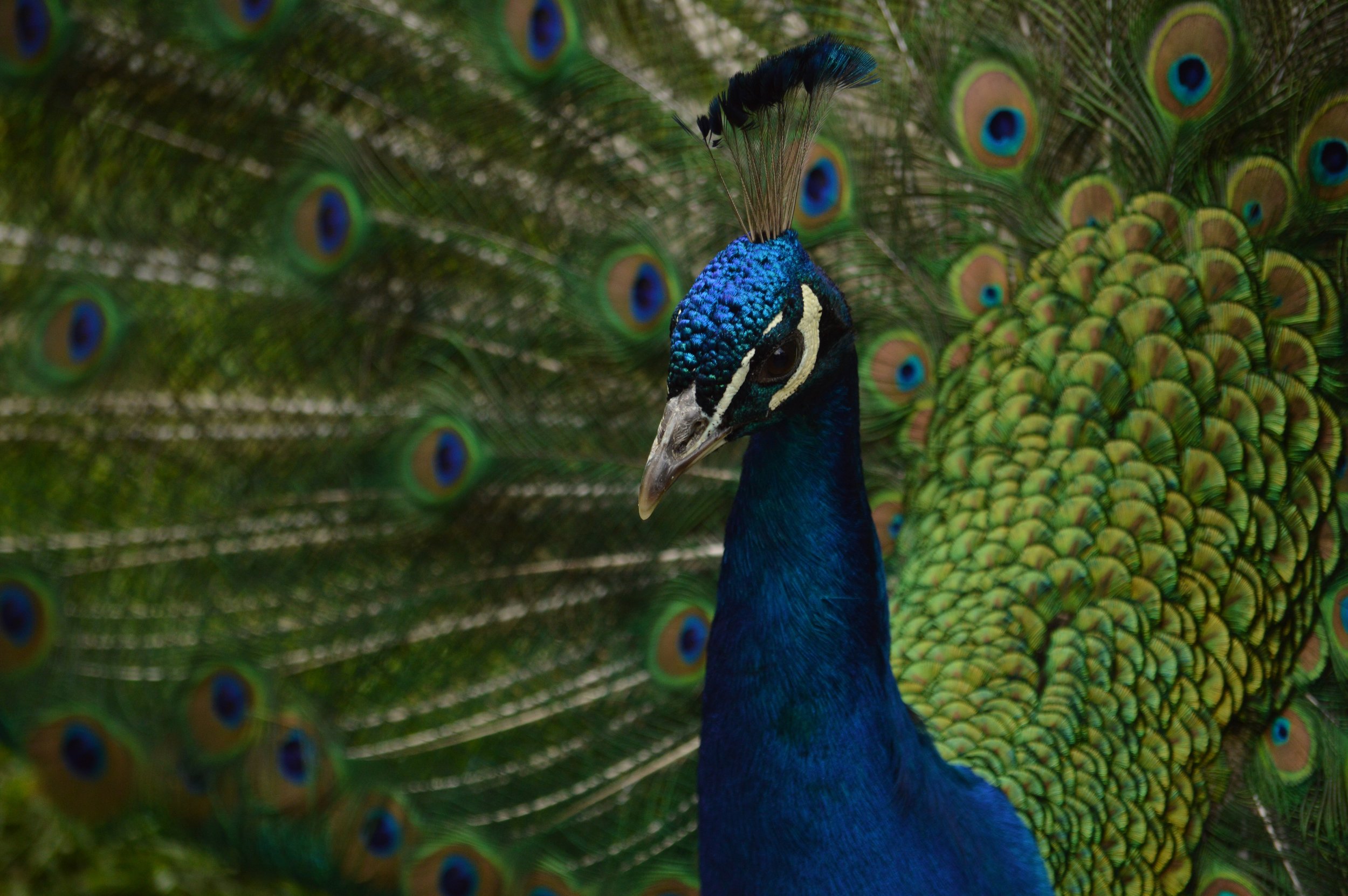 Our beautiful peacock!