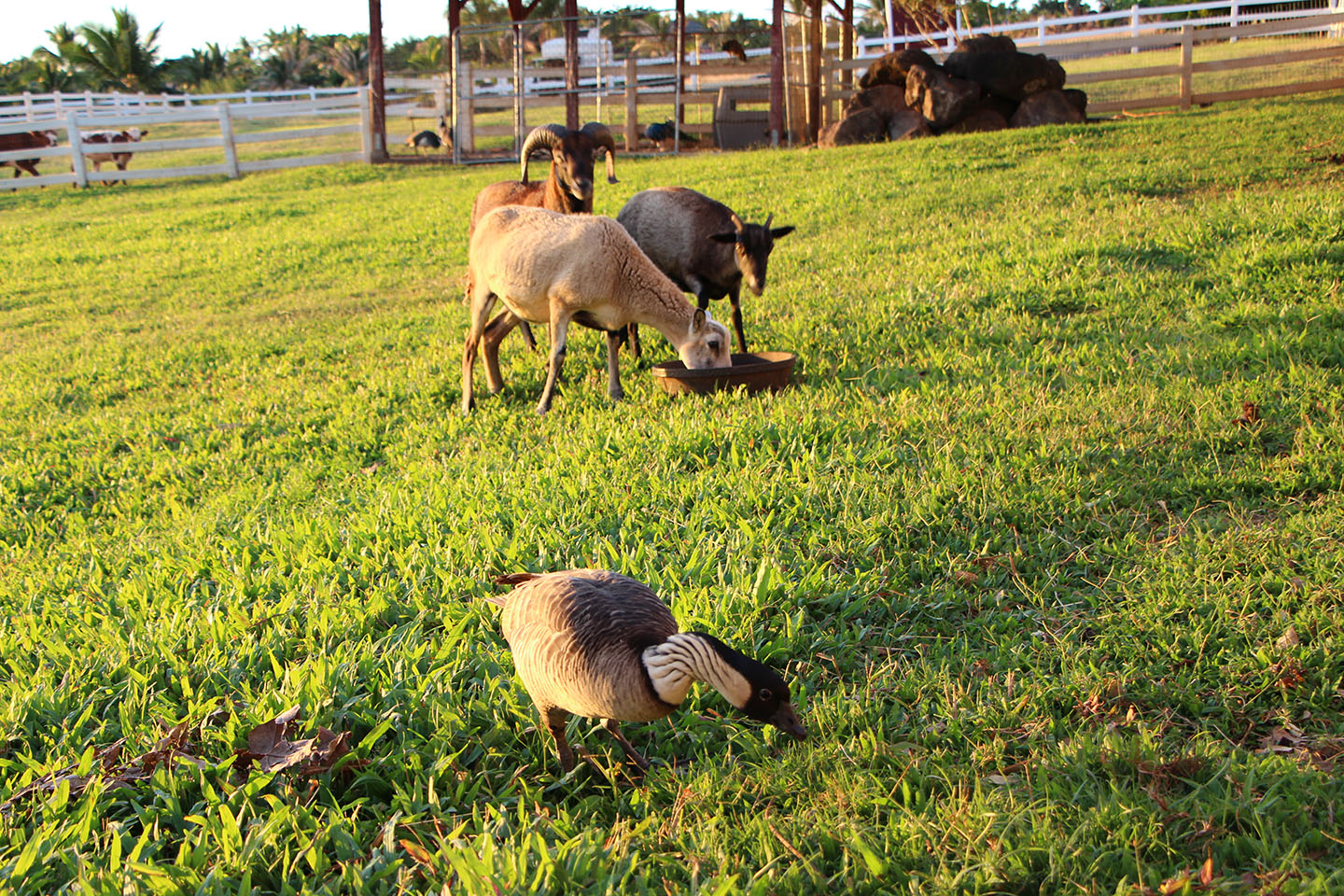 Dinner time at Lahaina Animal Farm