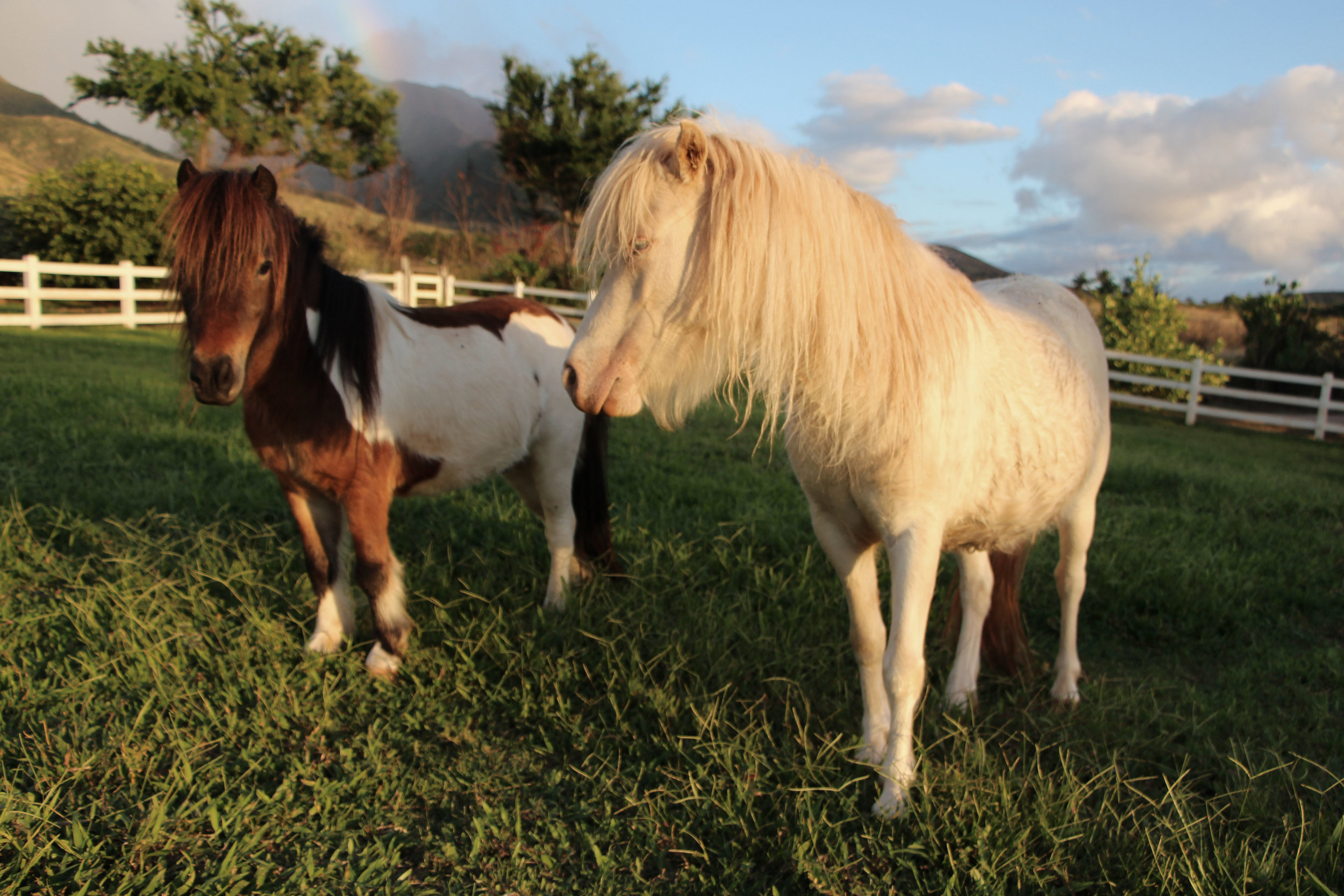 Miniature Horses