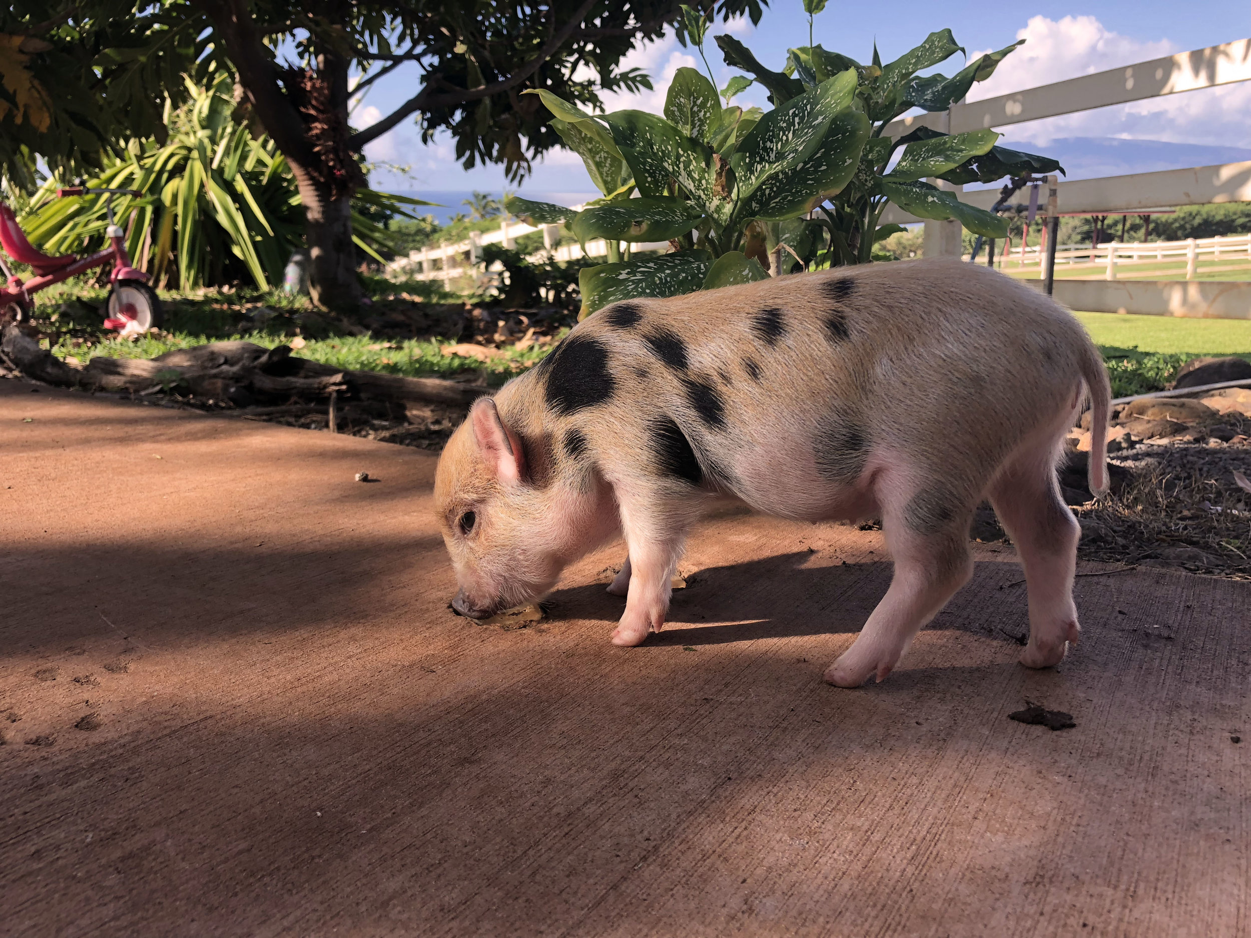 "Pua" the pot bellied pig at 6 months of age.