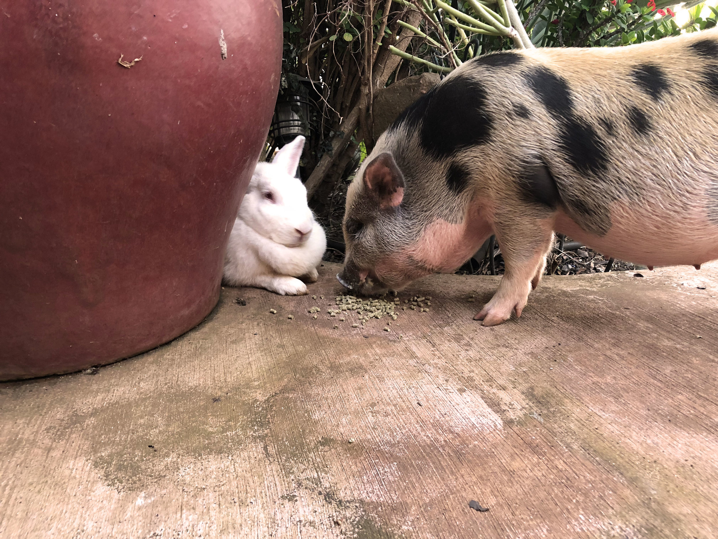 Sharing is caring. "Pua" stealing "Snowy's" food.