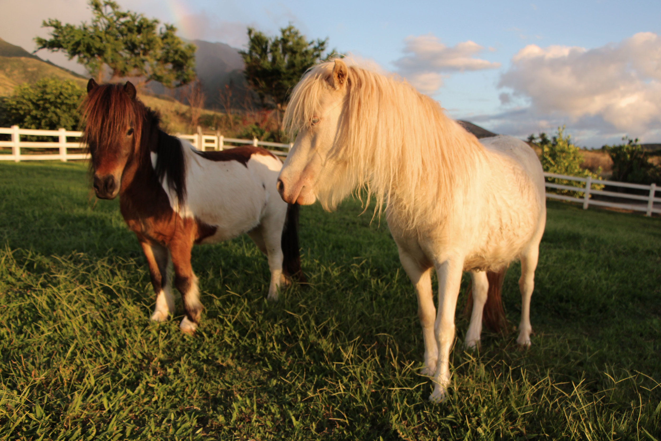 The inseperable duo, miniature horses "Makani" and "Surprise"
