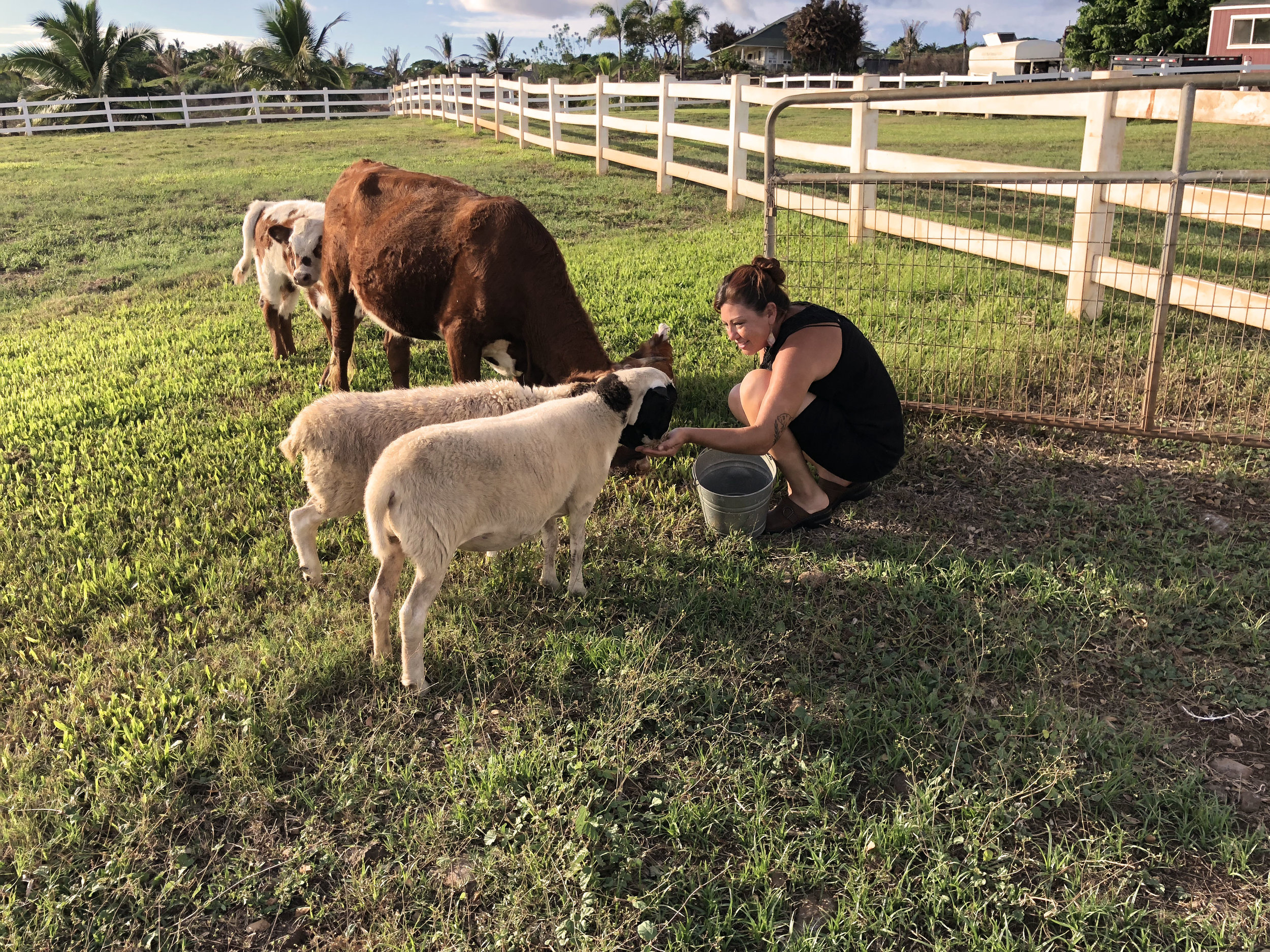 Dinner time at Lahaina Animal Farm