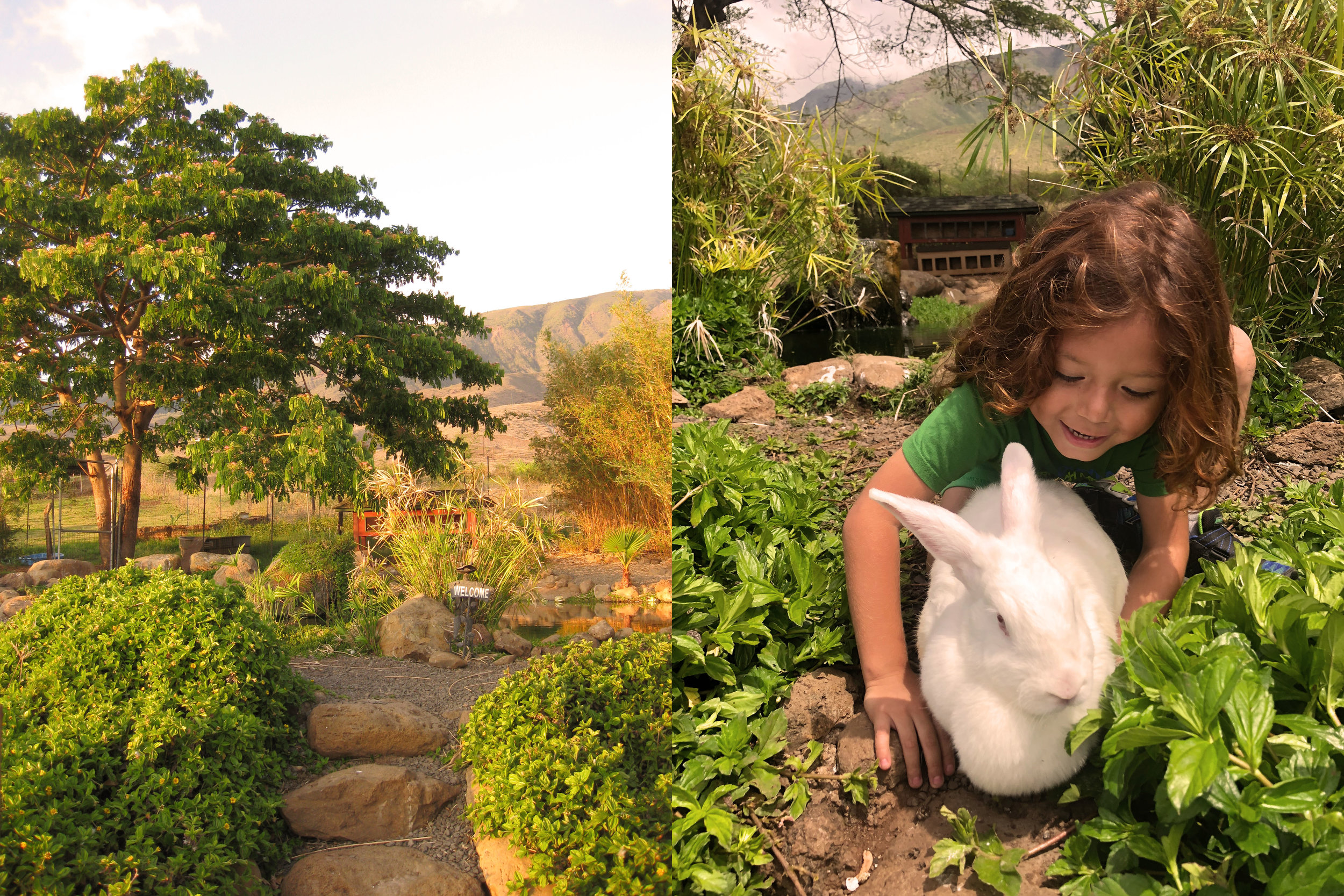 Fish Pond and bunny love!