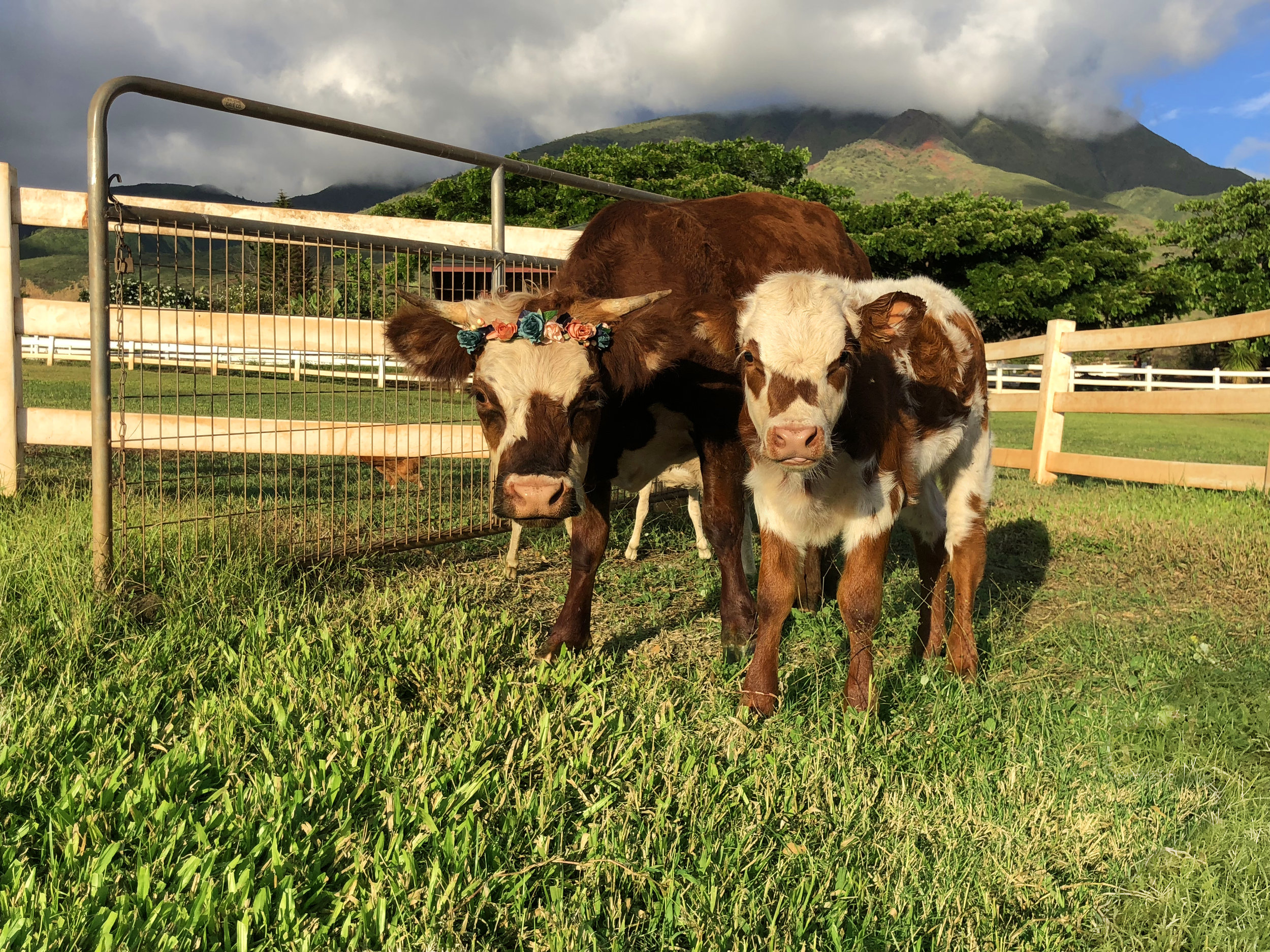 Maui-Lahaina-Animal-petting-zoo-cows1.jpg
