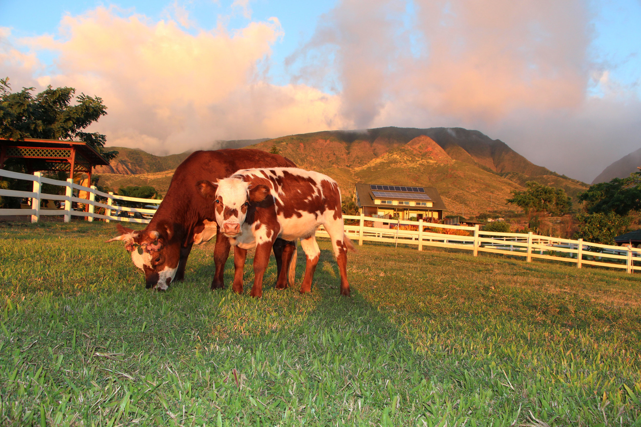 Miniature cows, mama "Kuipo" and baby "Pono"