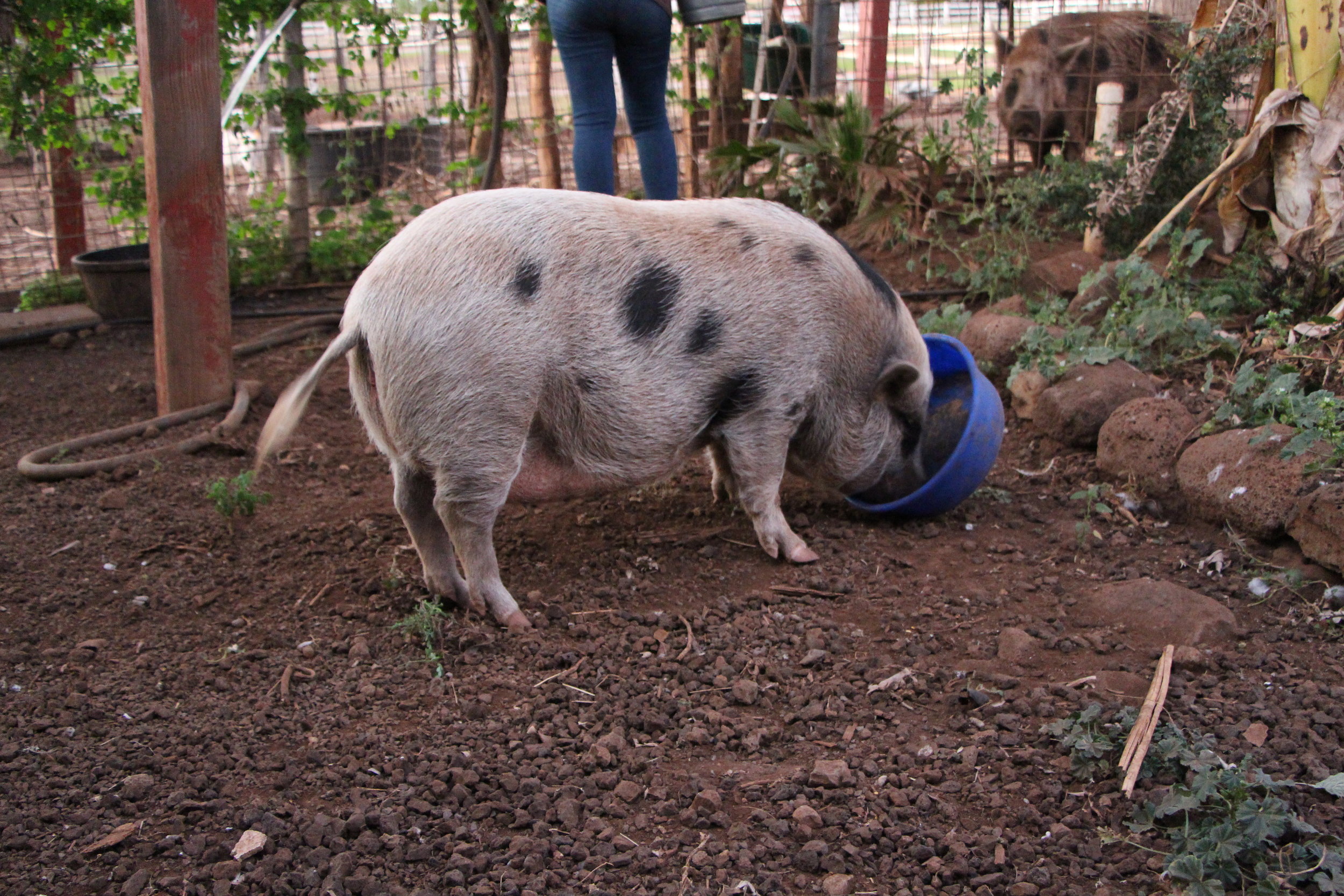 "Pua" eating again, as "Honey Girl" looks on.