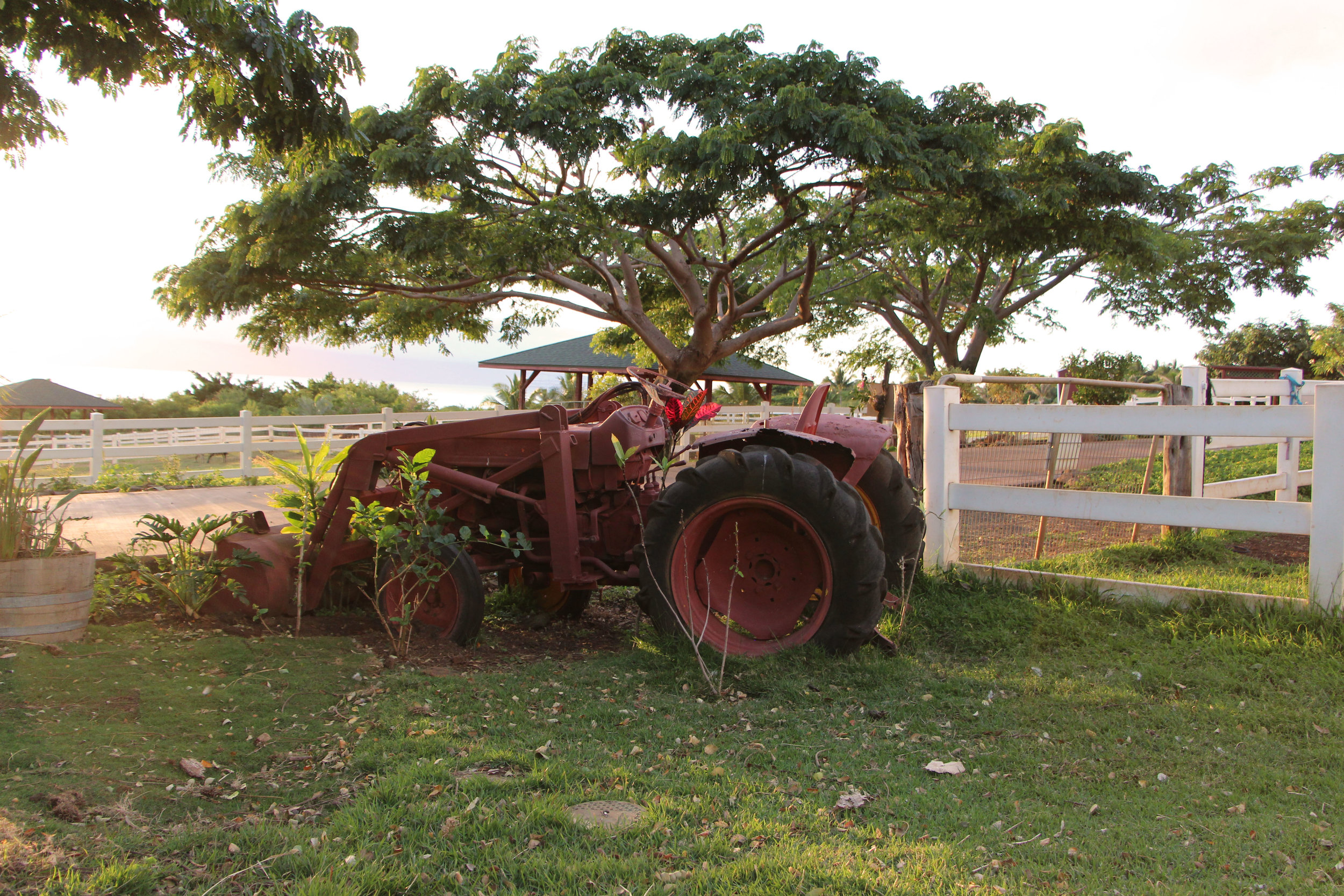 Maui-Lahaina-Animal-petting-zoo-cows2_7601-tractor.jpg