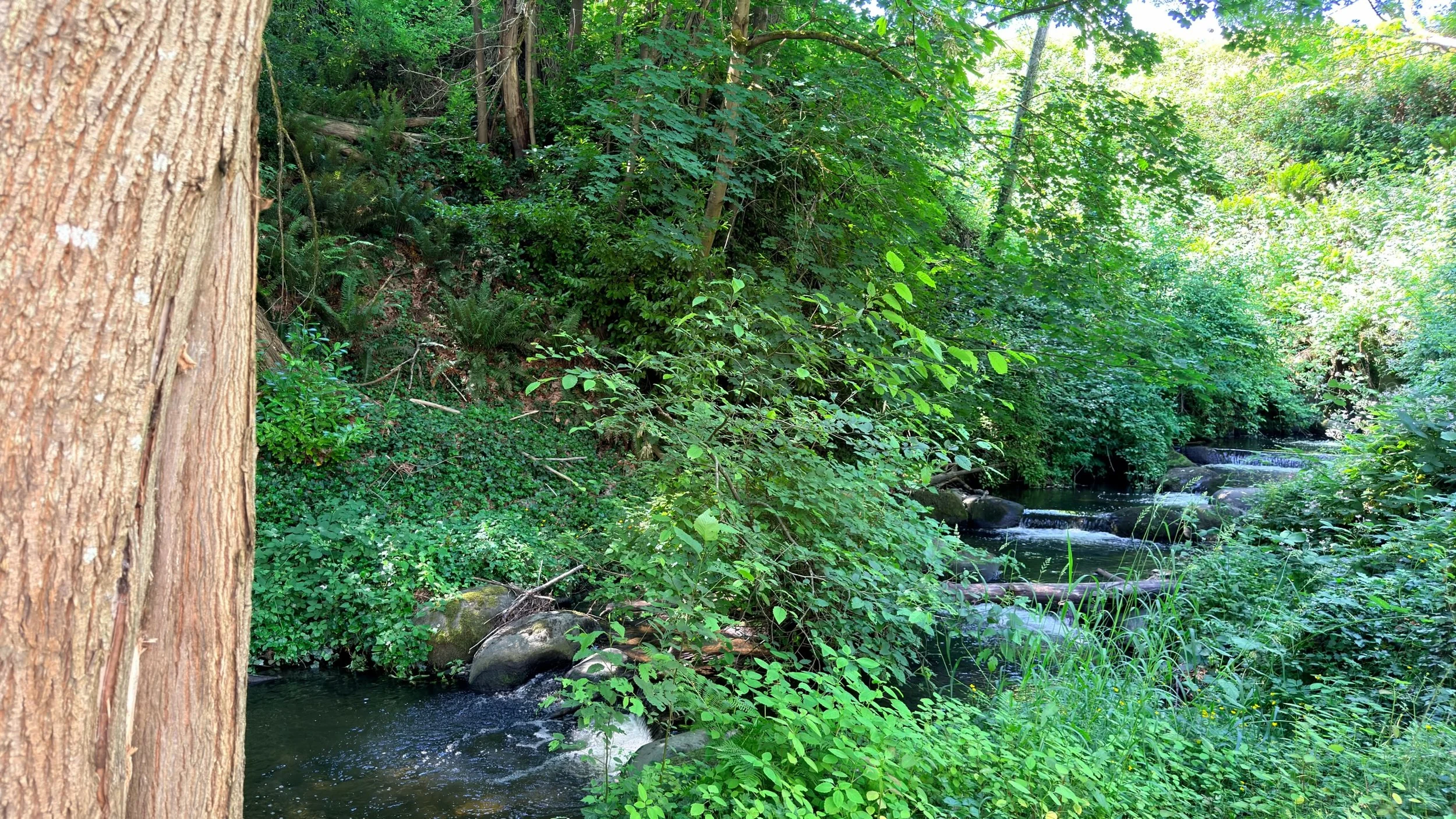 Creek1.jpeg