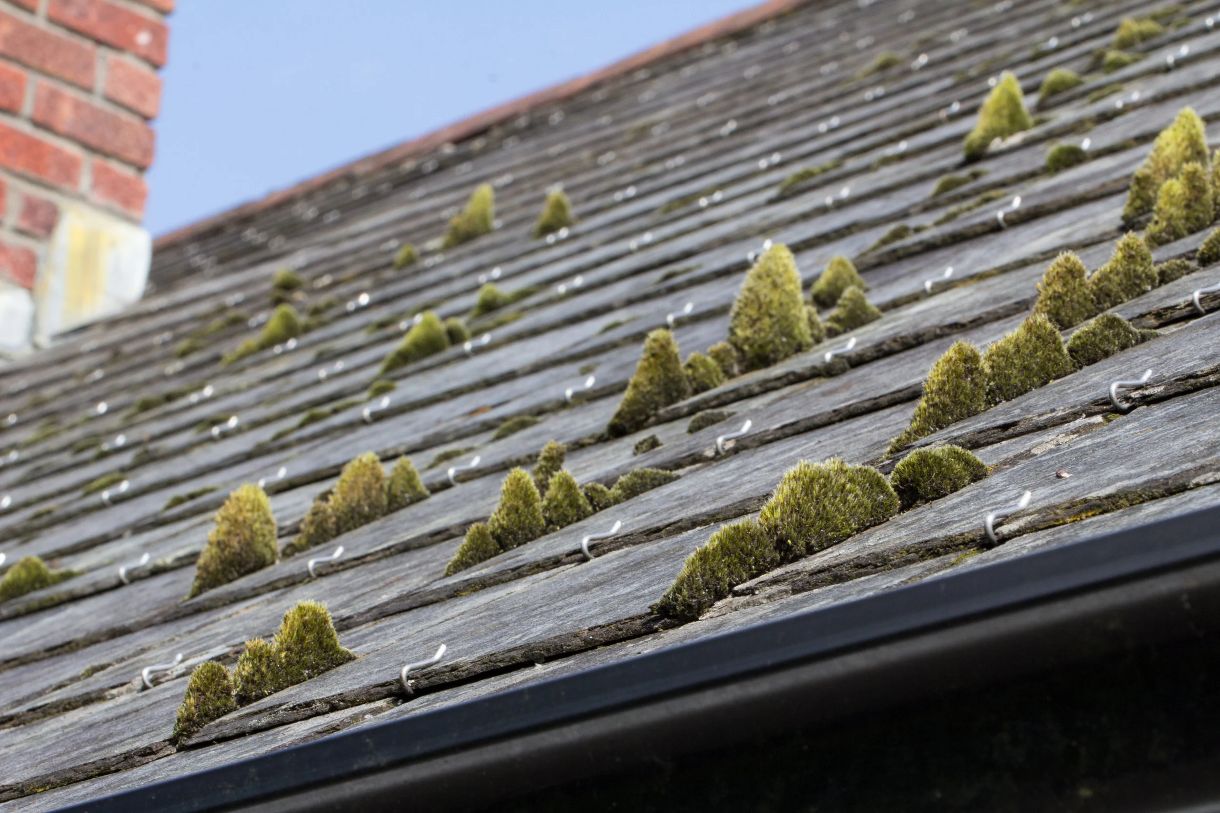 moss-on-roof.jpg