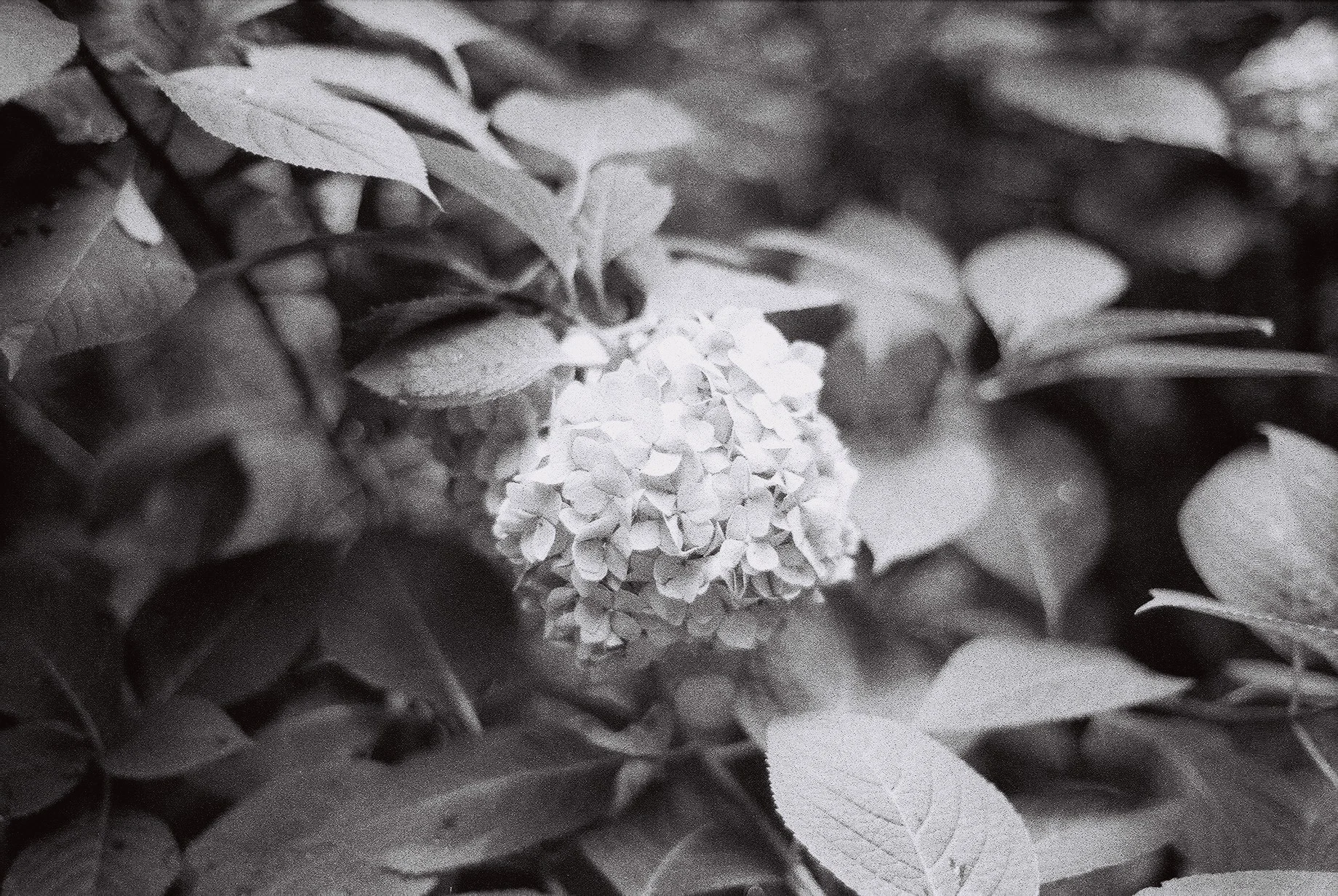 F1010014 copy.JPG
