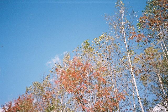 You&rsquo;re beautiful 🍁 
Once upon a time in #japan 
#filmphotography #analogphotography #日本の秋 #秋の色