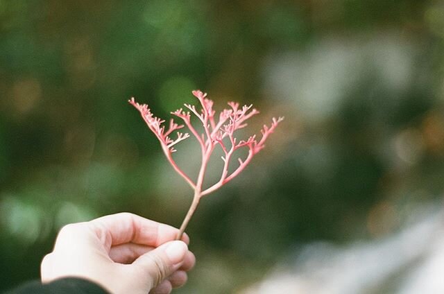 Here, taste this.
It won&rsquo;t make you small,
nor make you tall.
It&rsquo;s all I hold in my hand.

Yours if you stay.
Mine if you run away.

#filmphotography #filmcamera #nikonfm2 #analogphotography #japan