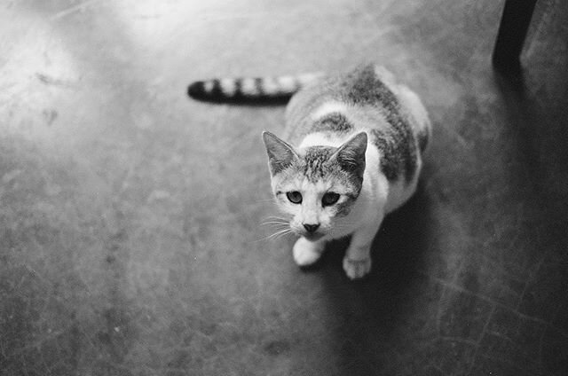 You ought to be like this.
And I ought to be like that.
But why am I like this?
And why are you like that?

#filmphotography #filmcamera #nikonfm2 #blackandwhite #blackandwhitephotography #analogphotography #catography #streetcats