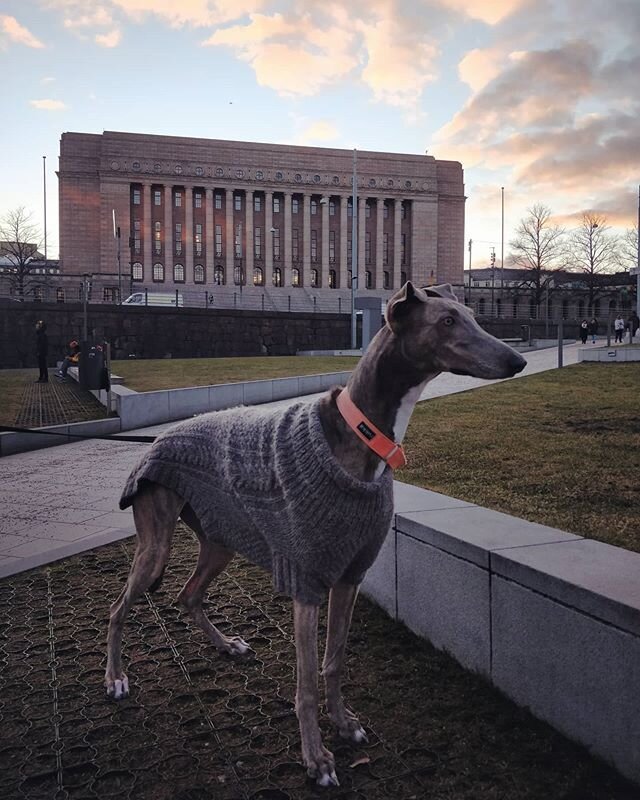 Uuno k&auml;vi moikkaamassa Stadin friiduja. ❤️ #englanninvinttikoira
#greyhound #greyhoundsofinstagram