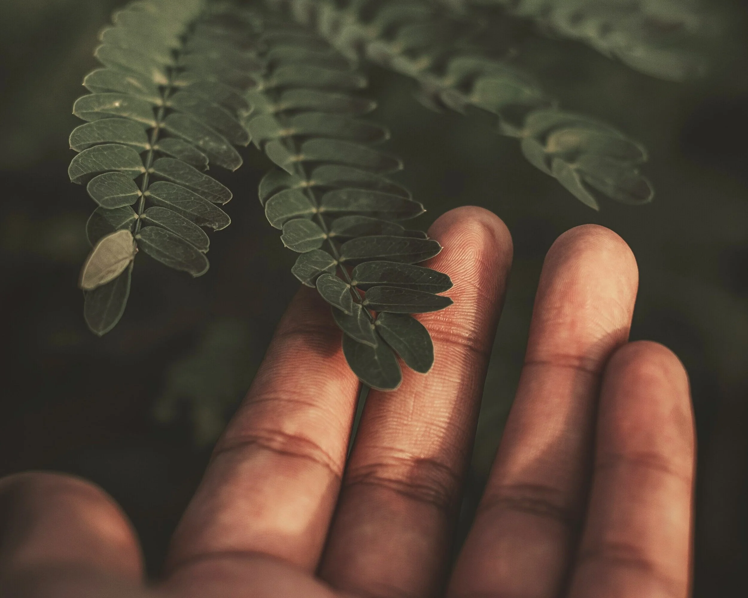 selective-focus-photography-of-person-touching-green-leafed-1519090.jpg
