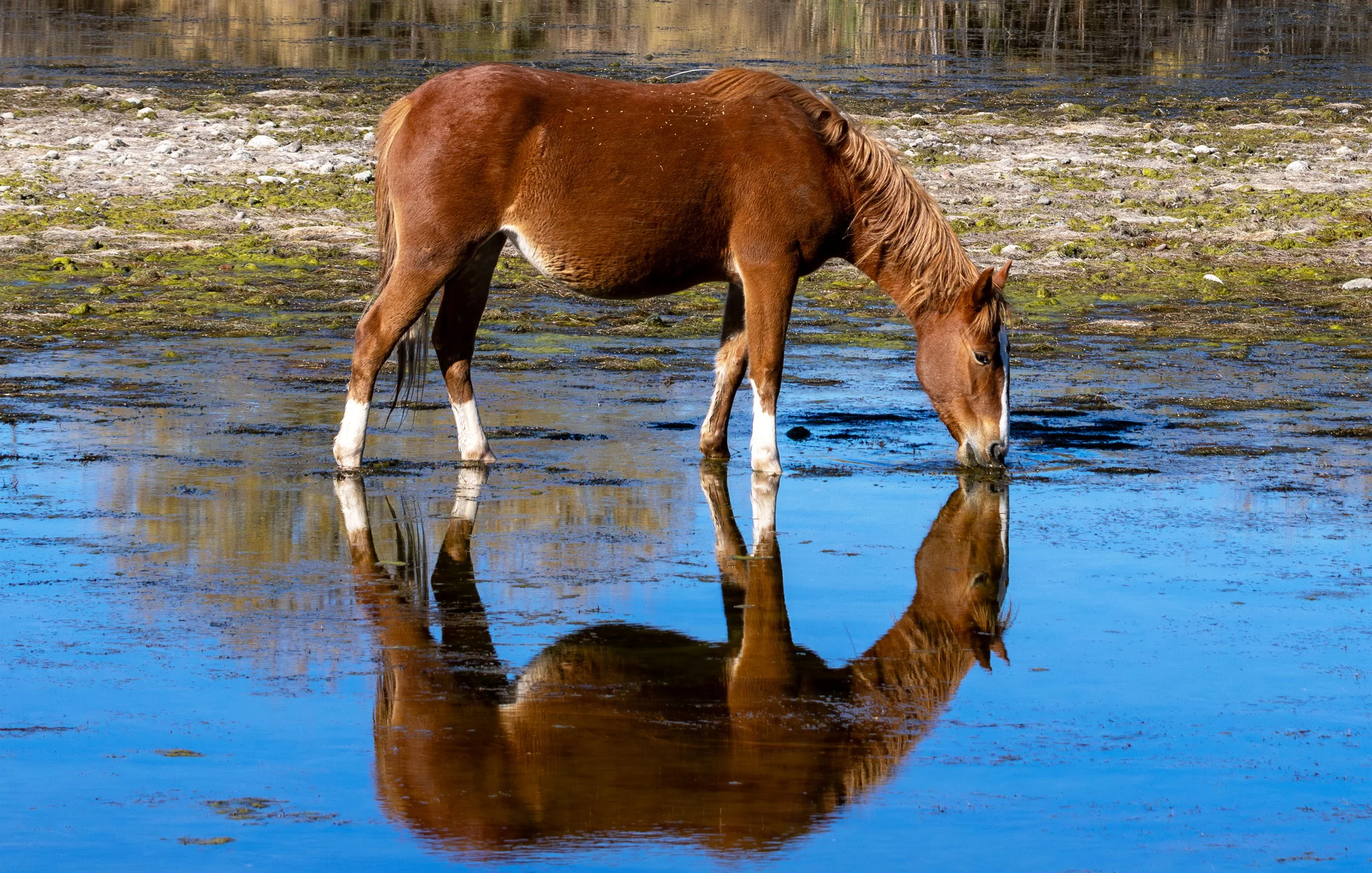 _72A6228-Enhanced-NR copy for print 16x24 thumbnail for store.jpg