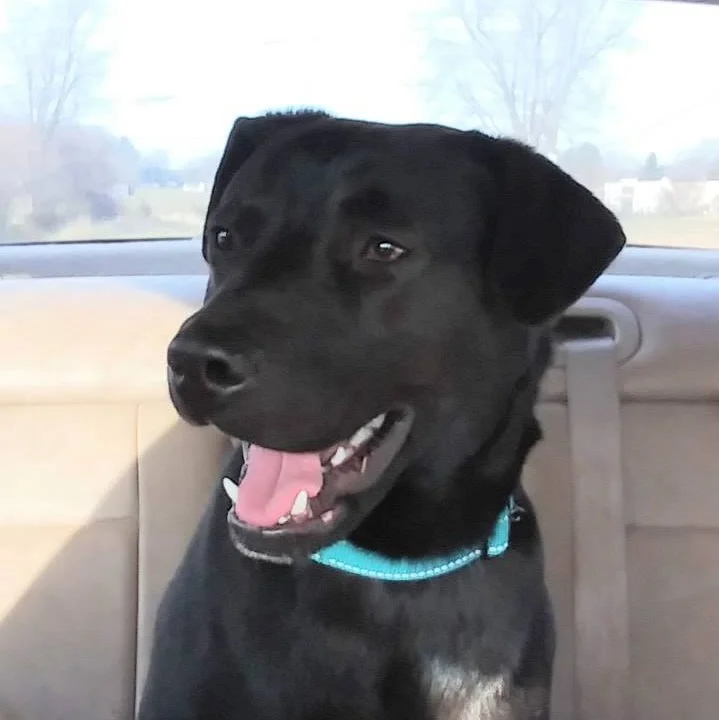 All%20Fur%20Animals%20RescueSq.jpg