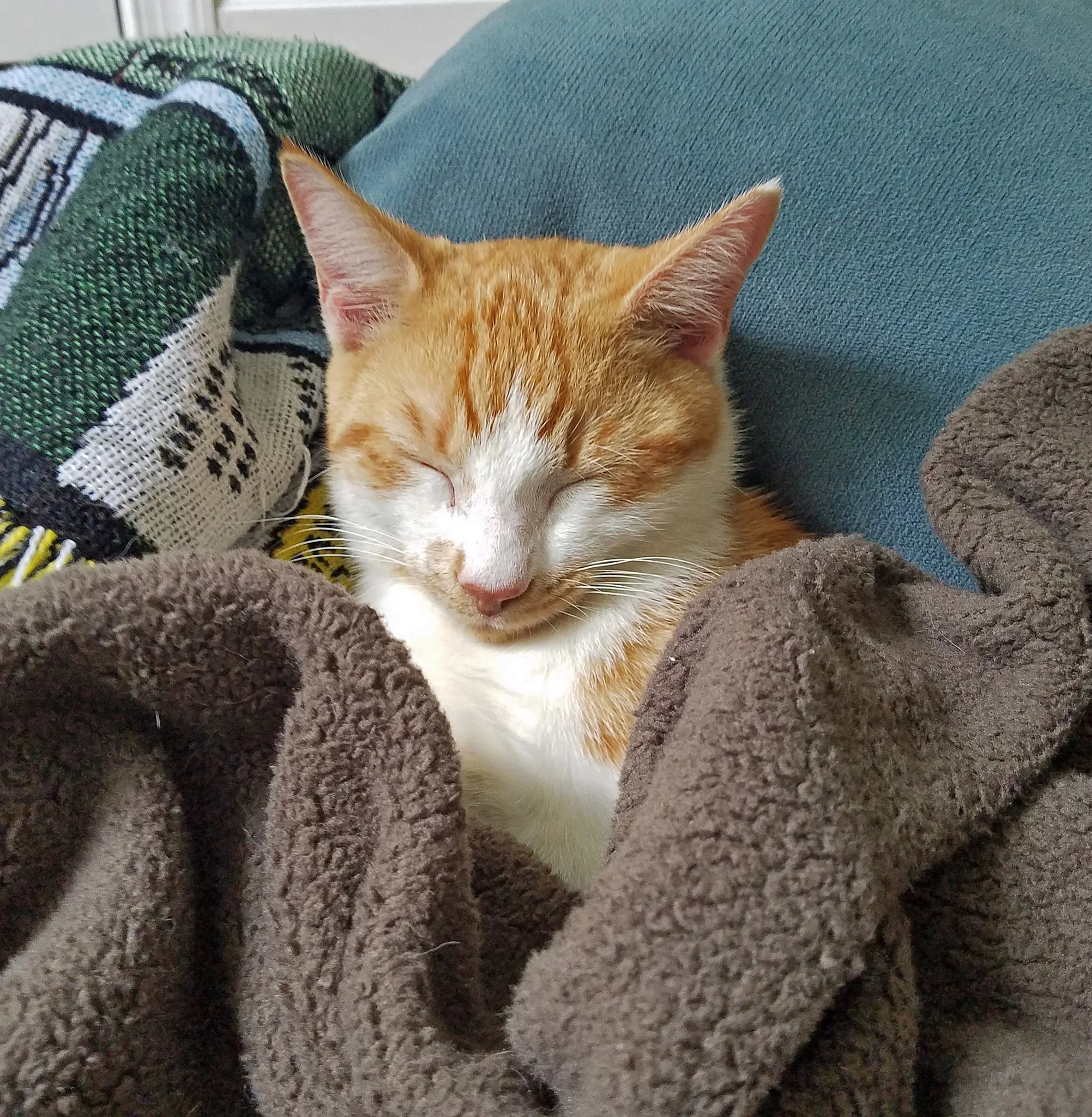 For%20the%20Cat%27s%20Sake.jpg