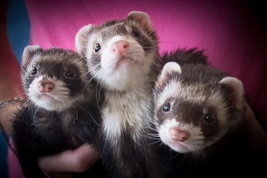 Nirvana%20Ridge%20Ferret%20Rescue.jpg