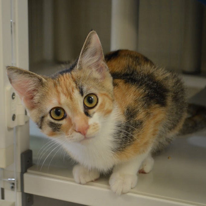 People%20For%20Pets%20Foundation.jpg