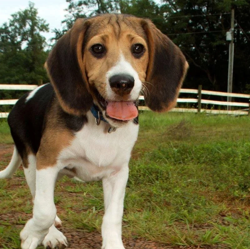 Culpeper Humane SocietySq2.jpg