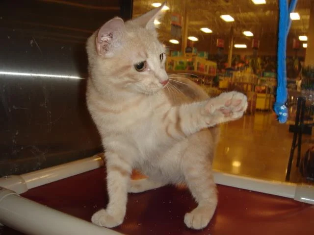 Culpeper Felines & Friends.jpg