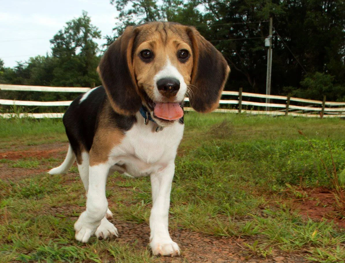 Culpeper Humane Society.jpg