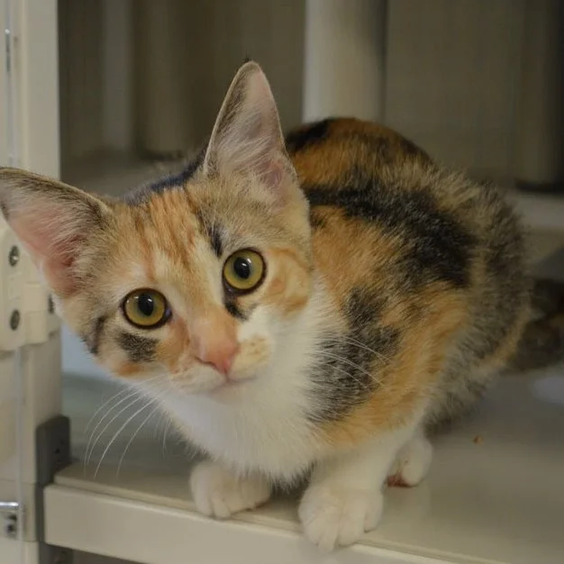 People For Pets FoundationSq.jpg