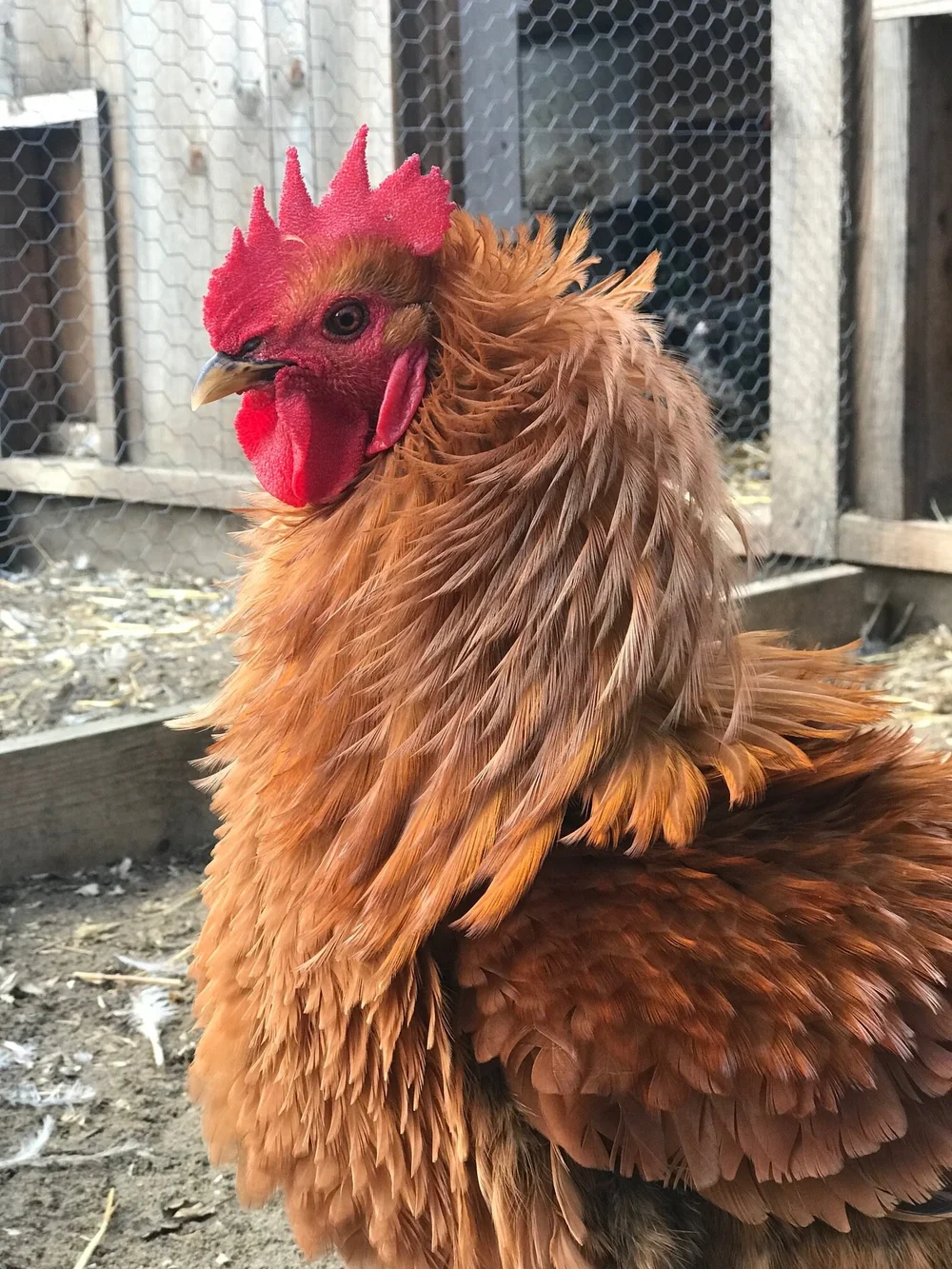 Frizzle Chicken Eggs Frizzle chicken eggs