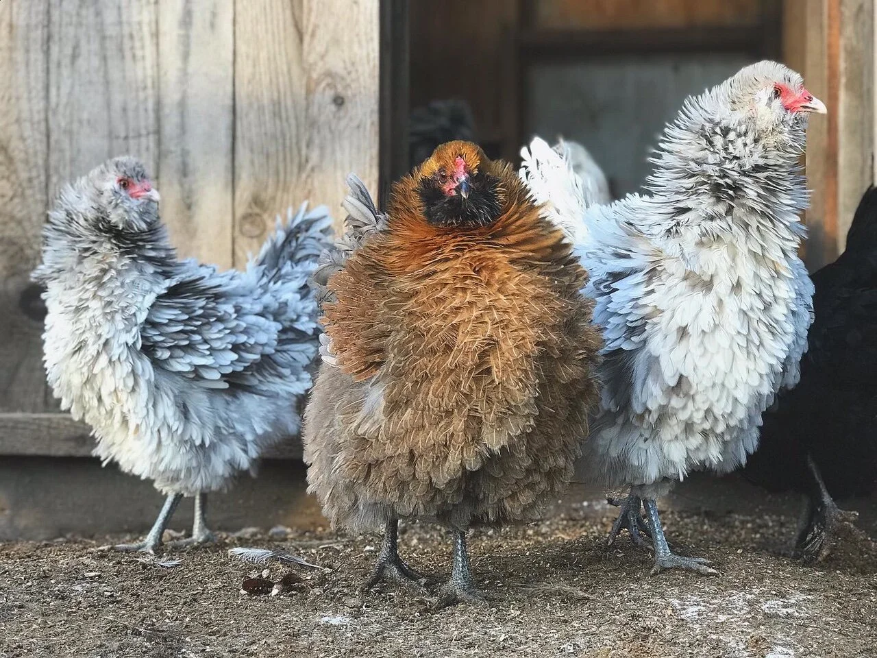 Open Gate Frizzle: Olive + Easter Egger Chicks