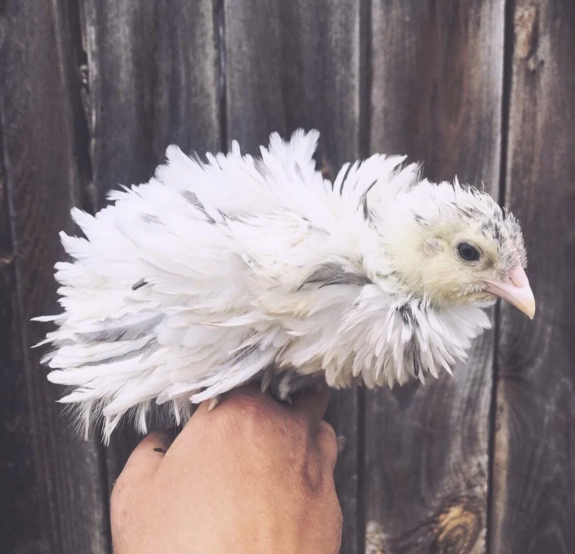 Pullets Cockerels Open Gate Poultry Pullets cockerels open gate poultry