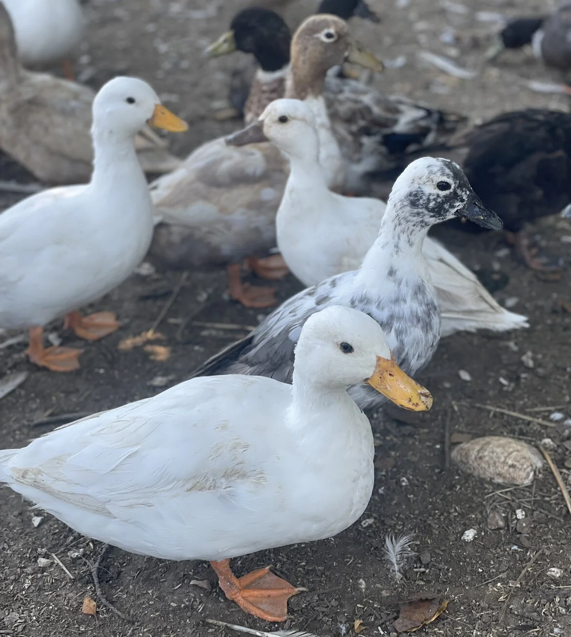 8AB85DB1-EE07-43B7-8A00-6863E176CDC9