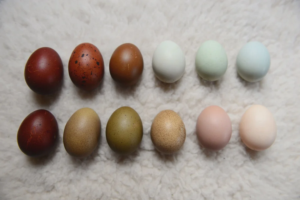 Pullets — Open Gate Poultry