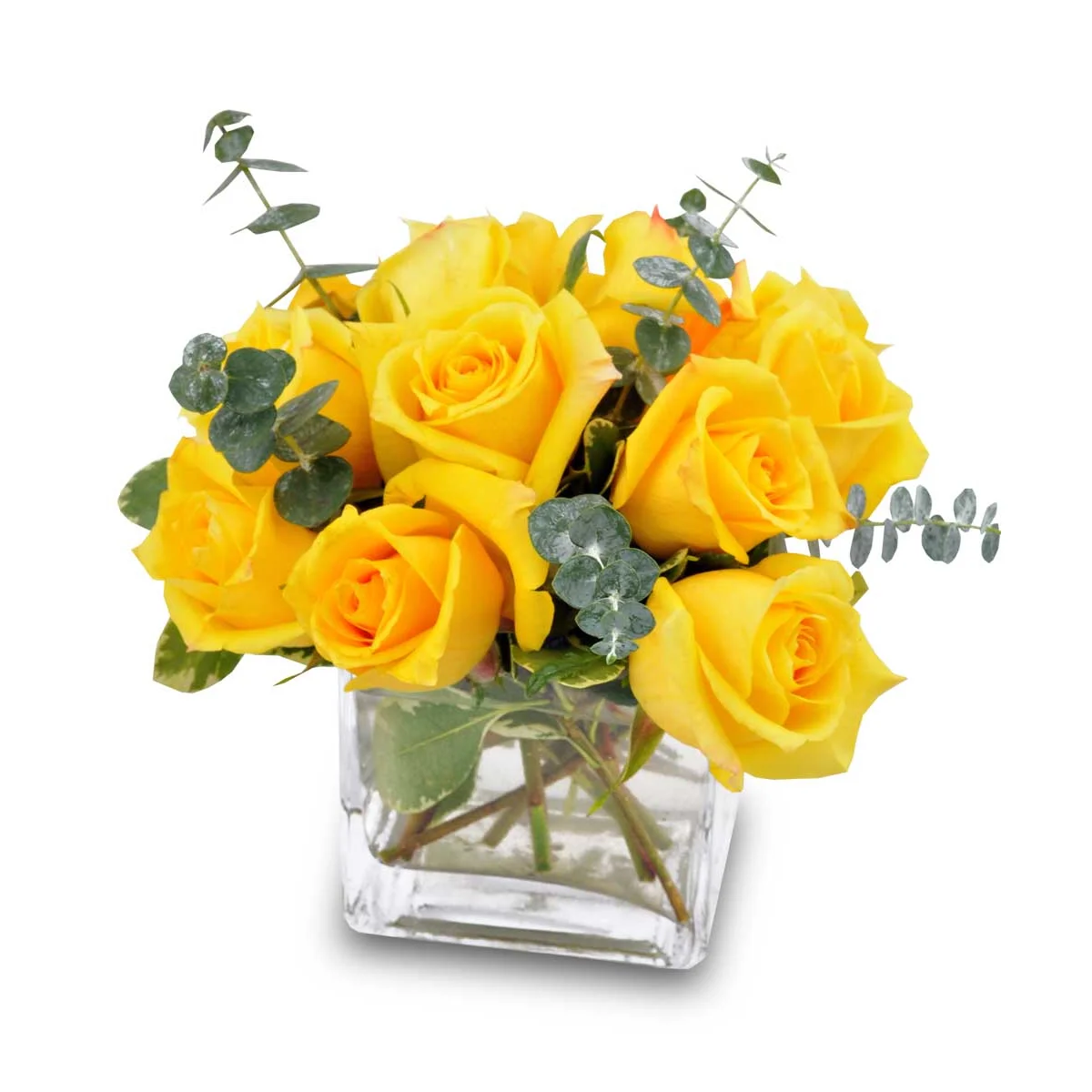 Yellow Rose Bravo