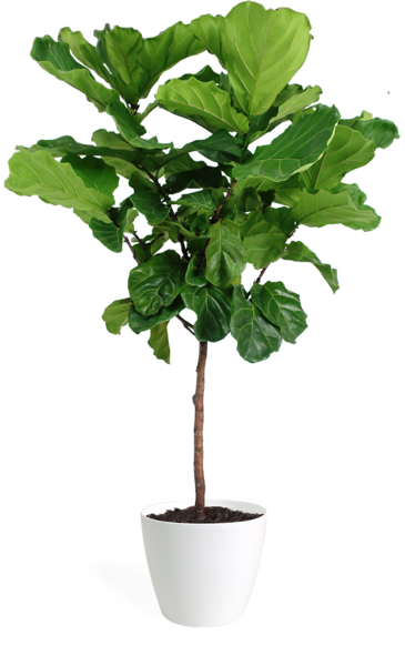 fiddle_std_14_crescent_white_grande.png