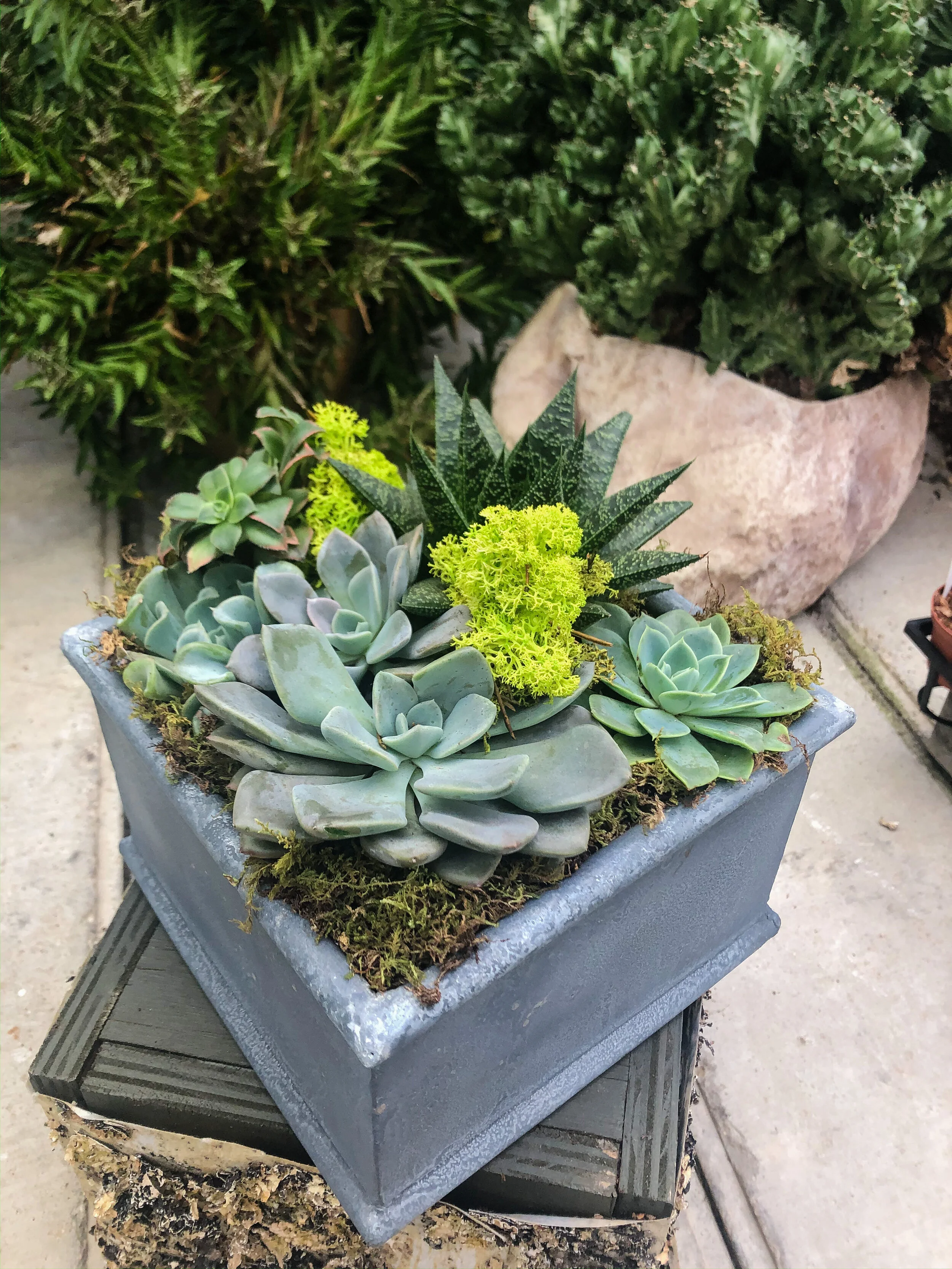 6" Square Succulent Planter