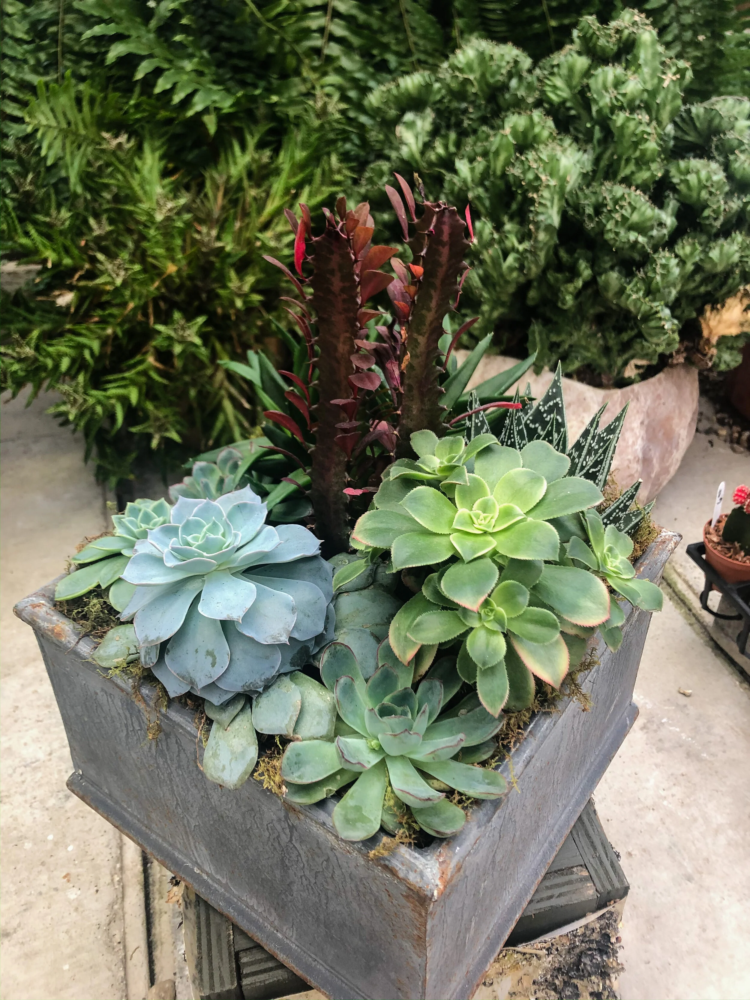 7.5" Square Succulent Planter