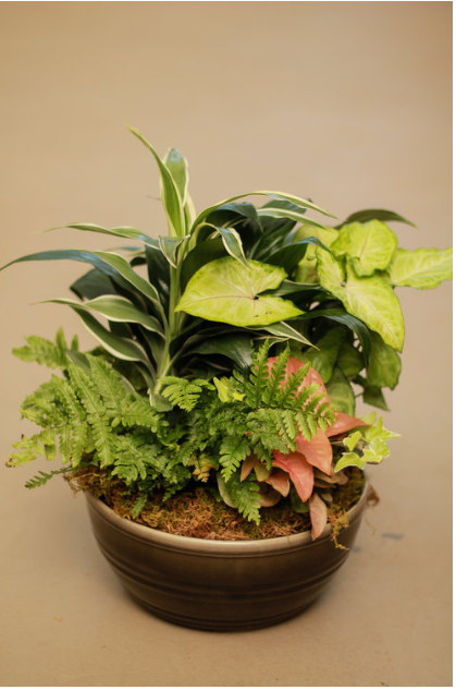 LEAFY DISH GARDEN 60.PNG