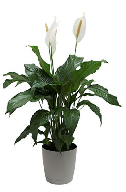 PEACE LILY 54.95.PNG