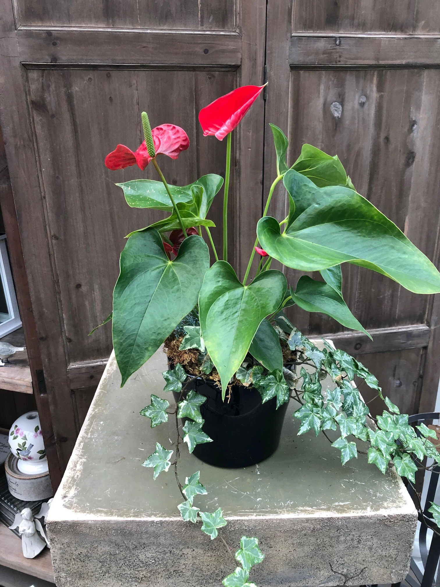 Pop of Red Dish Garden